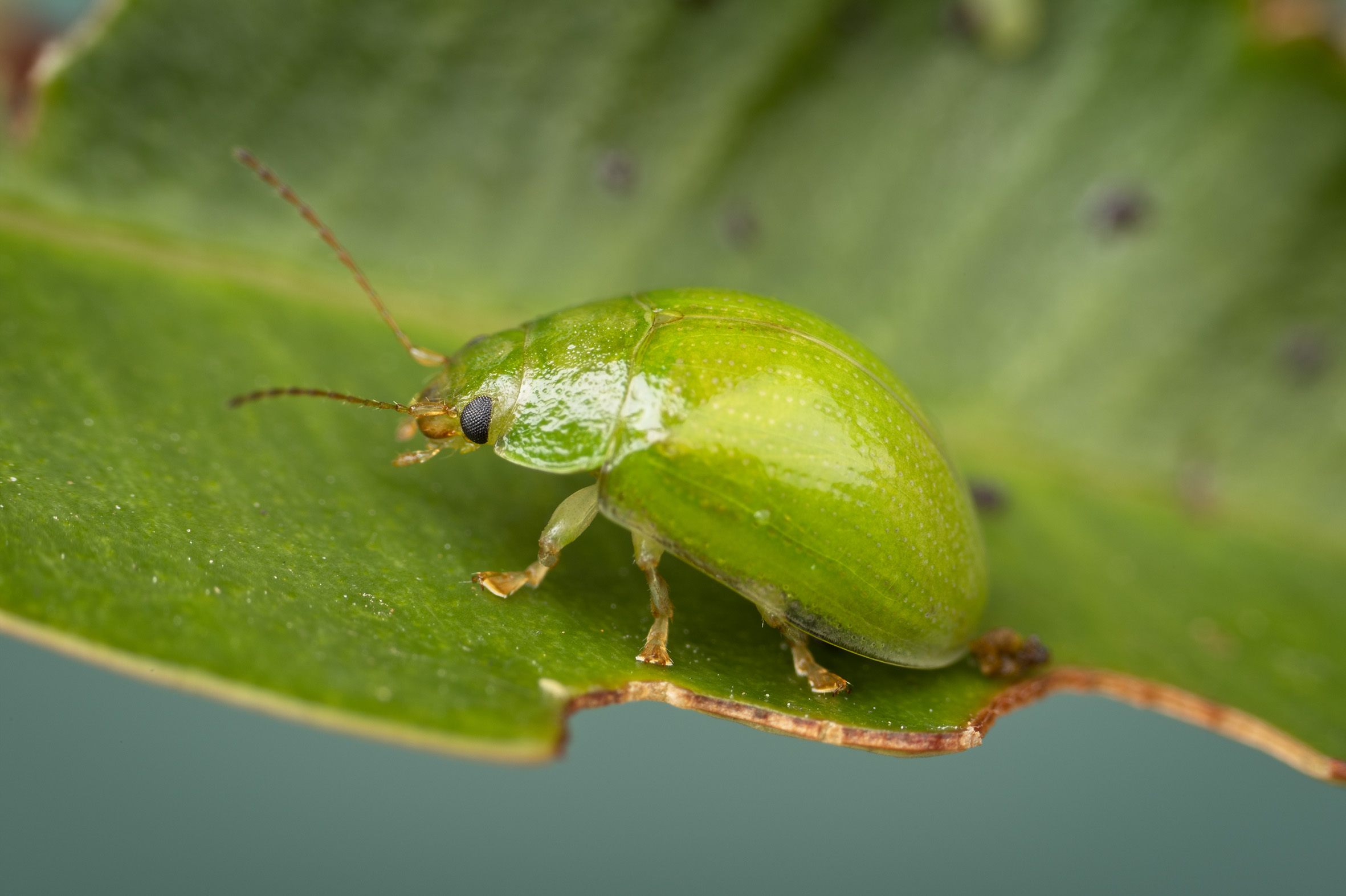 Close-up of a small, green beetle with antennae on a verdant leaf, nestled under the gentle shade of a weeping cherry tree.