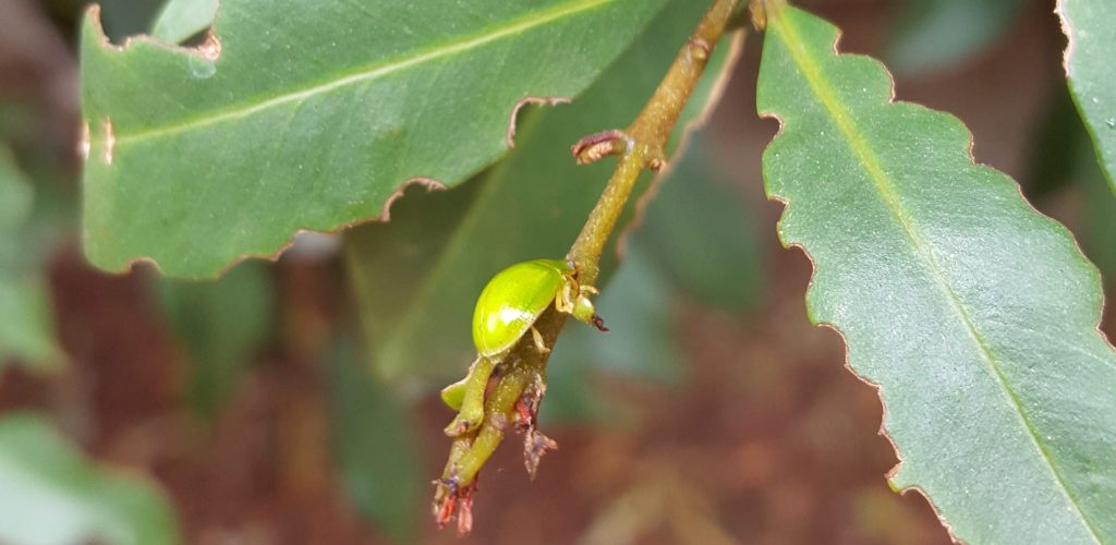 A small green beetle on a plant stem with large leaves, reminiscent of the lush foliage of a bargain Weeping Cherry Tree, some of which have bite marks.