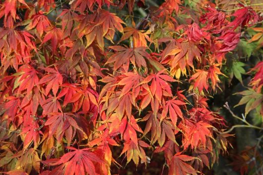 Close-up of vibrant red and orange maple leaves on a tree.