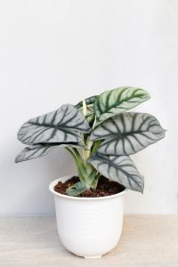 The Alocasia 'Dragon Scale' 5" Pot (Copy) features large, glossy green leaves with distinct white veins, beautifully displayed against a white backdrop.