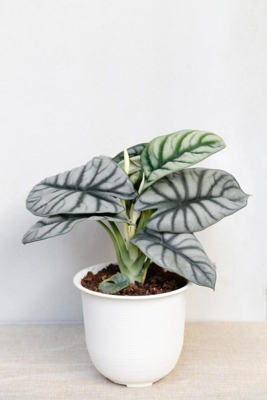 The Alocasia 'Dragon Scale' 5" Pot (Copy) features large, glossy green leaves with distinct white veins, beautifully displayed against a white backdrop.