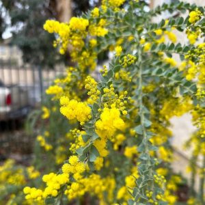 A close-up view of Acacia 'Weeping Hairy Wattle' in a 6" pot highlights the bright yellow, spherical blooms and green fern-like leaves against a blurred outdoor background, showcasing the beauty of this vibrant acacia variety.