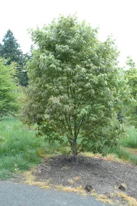 A small, leafy tree with green foliage stands on a patch of dirt beside a paved path, surrounded by grass and other greenery.