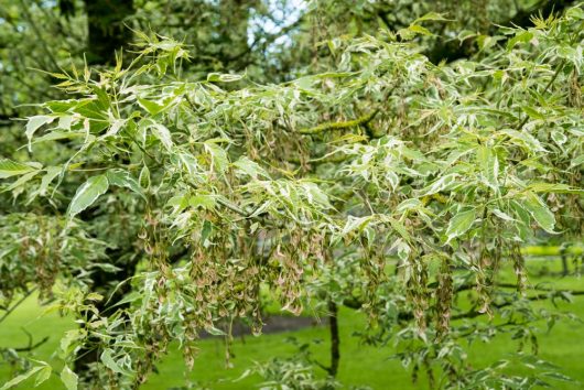 Variegated tree branches with green leaves and clusters of small seeds hanging down, set against a blurred green background.