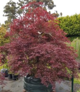 A potted Japanese maple tree with dark red leaves, surrounded by other plants and trees in a garden setting.