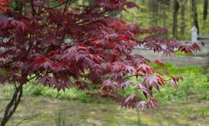 Close-up of a Japanese maple tree with red leaves, set against a blurred background of greenery and a road.