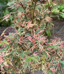 A close-up of an Acer 'Matsukaze' Japanese Maple (Standard) in a 10" pot, showcasing its variegated green and pink leaves with pointed edges and a bushy appearance.