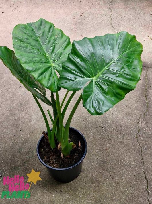 A vibrant Alocasia 'Giant Elephant Ears' plant in a 10" pot with large green leaves rests gracefully on a concrete surface.