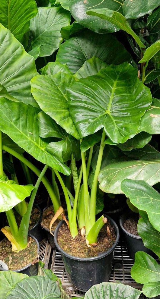 Multiple Alocasia 'Giant Elephant Ears' 10" Pot plants with large, glossy green leaves are arranged closely together.