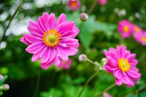 Close-up of Anemone Fantasy™ 'Rapunzel' Windflowers, featuring vibrant pink petals with yellow centers, set against a blurred green background.