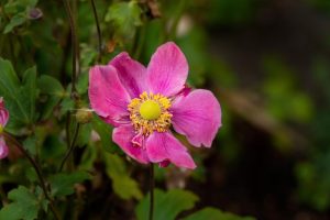 Close-up of an Anemone Fantasy™ 'Ariel' Windflower in a pink hue with a yellow center and green foliage in the background, showcased in a 6" pot.