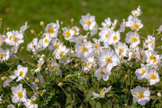 Anemone Fantasy™ 'Jasmine' windflowers, with their delicate white petals and vibrant yellow centers, flourish in a garden set against lush green grass.