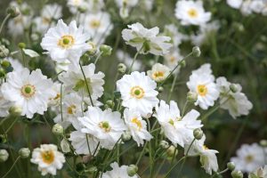 Anemone Fantasy™ 'Rapunzel' Windflowers, featuring white petals and yellow centers, bloom beautifully amidst green stems and buds in a garden setting.