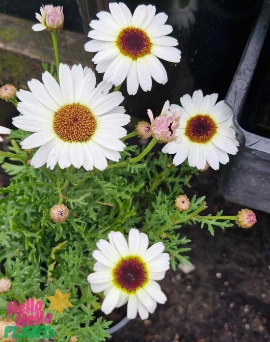 The Argyranthemum Grandaisy® 'White' daisies, with their white petals and vibrant yellow centers, sway gracefully among the lush green leaves.