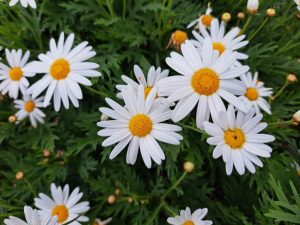 Close-up of white daisies with yellow centers in a field of green foliage.