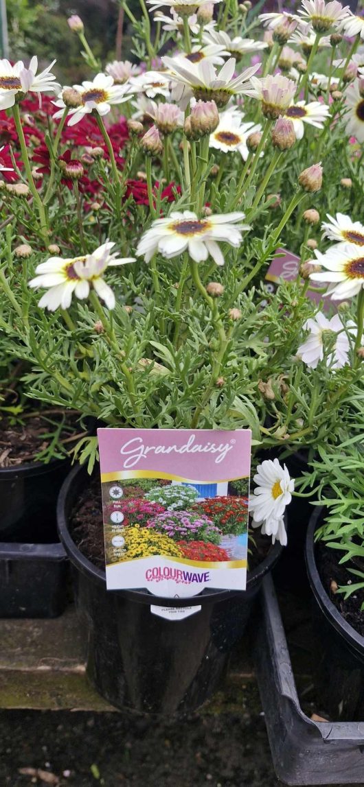 A 6" pot of Argyranthemum Grandaisy® 'White' daisies with a label showcasing "Grandaisy" and "Colourwave" in a charming garden setting.