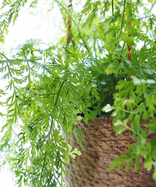 A woven basket holds lush, vibrant green fern leaves, with a few fronds extending outward.