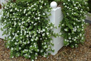 White flowering plants with green leaves drape over a white wooden post, set against a gravel background.