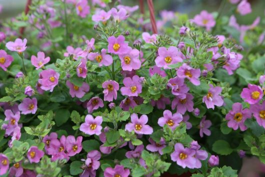 A cluster of pink flowers with green leaves in a garden setting.