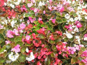 A close-up of a garden bed highlights vibrant Begonia 'Fairlady Mix' in shades of pink, red, and white, with their lush green leaves forming a beautiful contrast. These stunning blooms thrive brilliantly in any 4" pot.