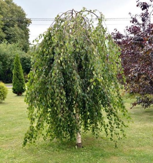 A small weeping birch tree with drooping branches and green leaves stands on a grassy lawn, surrounded by other trees.