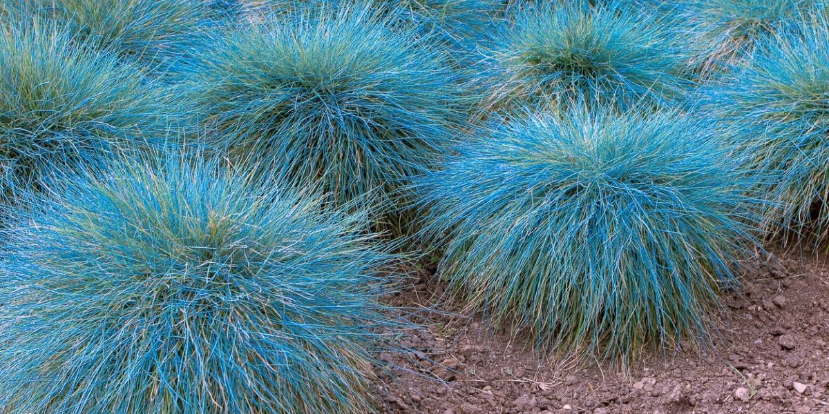 Tufts of vibrant blue grass planted in a garden stand out brilliantly, with visible soil in the foreground, as if awaiting the charm of a nearby rose clearance sale.