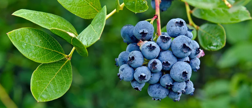 A cluster of ripe blueberries hangs gracefully on a plant, nestled among vibrant green leaves, reminiscent of a rose clearance sale in nature's own garden.