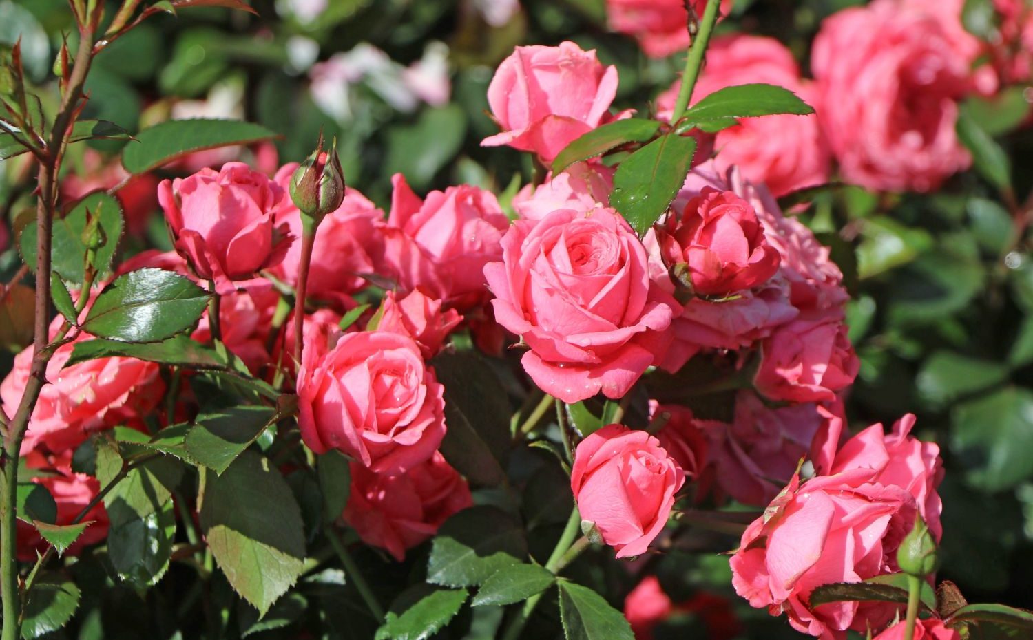 Pink roses in full bloom surrounded by green leaves create a stunning garden setting, now available in our Plant Clearance Sale.