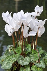 The *Cyclamen 'Cream White' 7" Pot* features bright white blossoms paired with striking dark stems and lush green variegated leaves, creating an elegant contrast.