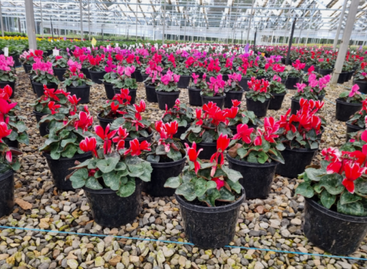 In a greenhouse setting, rows of potted Cyclamen 'Halios® Mix' plants flourish vibrantly in each 7" pot over a gravel floor.