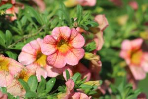 A close-up of the Calibrachoa Aloha® 'Kona Neon' in a charming 6" pot showcases flowers blooming in vibrant pink and yellow hues, accented by lush green leaves basking in sunlight.