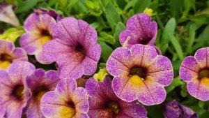 Close-up of the vibrant Calibrachoa Cha Cha™ 'Diva Apricot' flowers nestled in a 6" pot, showing off their lush green leaves and apricot hues with soft yellow centers. These blooms add a subtle charm to any space.