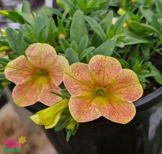 Two vibrant Calibrachoa Cha Cha™ 'Diva Apricot' flowers, featuring peach and yellow stripes, bloom elegantly with lush green leaves in a sleek 6" black pot.