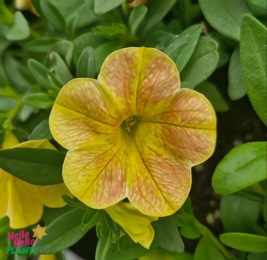 The Calibrachoa Cha Cha™ 'Diva Apricot' in a 6" pot offers an elegant display with its yellow and pink-veined petunia flowers, complemented by lush green foliage.