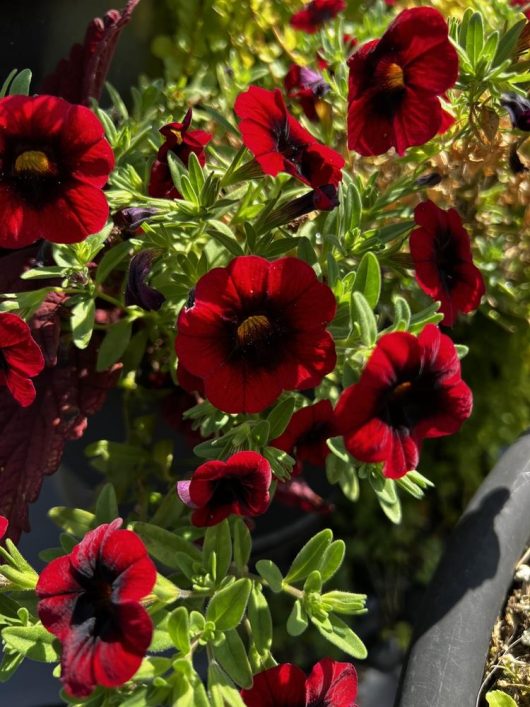 A thriving arrangement of Calibrachoa Calipetite® 'White' flowers showcases vibrant red blooms with dark centers in a 6" white pot, surrounded by lush green leaves under bright sunlight.