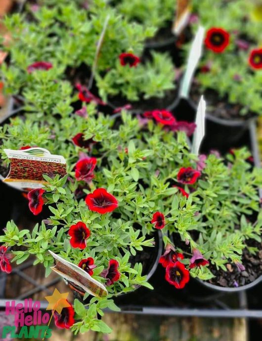 Clusters of Calibrachoa Cha Cha™ 'Diva Red Kiss' 6" pots feature vibrant red flowers with black accents and lush green leaves, arranged closely together. Some pots come with visible tags.