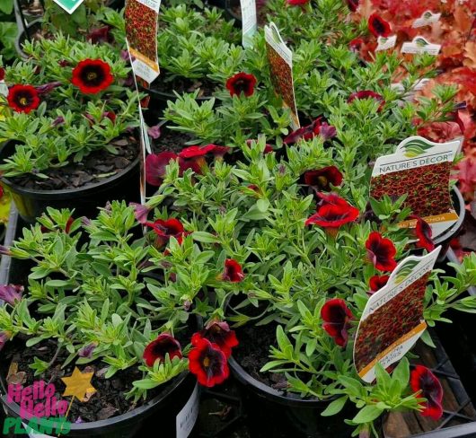 Calibrachoa Cha Cha™ 'Diva Red Kiss' plants, featuring dark red flowers and lush green leaves, are elegantly showcased in 6" pots with plant tags at a vibrant garden center.