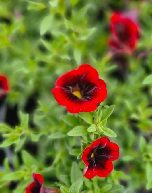 Close-up of vibrant Calibrachoa Cha Cha™ 'Diva Red Kiss' flowers from a 6" pot, set against a backdrop of lush green leaves.