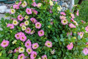 In a vibrant garden setting, the Calibrachoa MiniFamous® 'Double Apricot' plants in 6" pots burst forth with pink and yellow hues, their blossoms mingling harmoniously with lush green leaves.