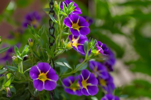 A stunning display is provided by the Calibrachoa Aloha® 'Nani Blue' in a 6" pot, featuring vibrant purple and yellow flowers surrounded by lush green leaves. It is elegantly suspended by a sturdy black chain.