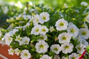 Close-up of a cluster of white petunias with green foliage in a garden setting.