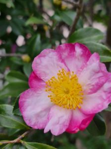 Close-up of a pink and white camellia flower with a yellow center, surrounded by green leaves.