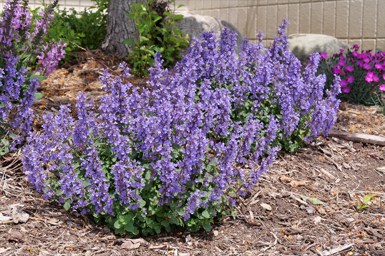 Purple flowering plants flourish in a garden bed with mulch, creating a vibrant lawn alternative. They're surrounded by lush green foliage and small rocks, offering both beauty and sustainability. Catmint