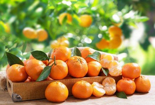 A wooden crate brimming with ripe Citrus 'Ellendale' Mandarins, some peeled, is placed on an outdoor table, set against a backdrop of lush green foliage. These mandarins add a touch of sweetness to the 5L bounty.