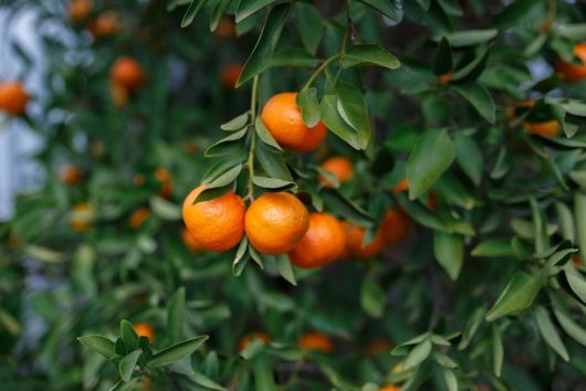 Close-up of ripe Citrus 'Ellendale' Mandarin oranges hanging from a lush tree with vibrant green leaves, showcasing the beauty of citrus in full bloom.