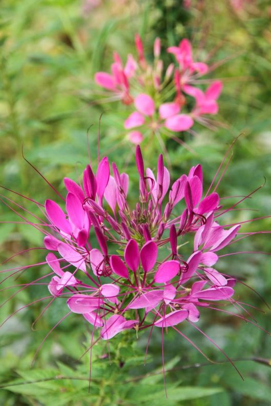 A close-up of the vibrant Cleome 'Spider Flower' from a 4" pot, displaying its long, slender pink petals and spiky stamens against a softly blurred green and pink background.