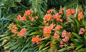 Cluster of orange flowers with long green leaves surrounded by lush foliage.