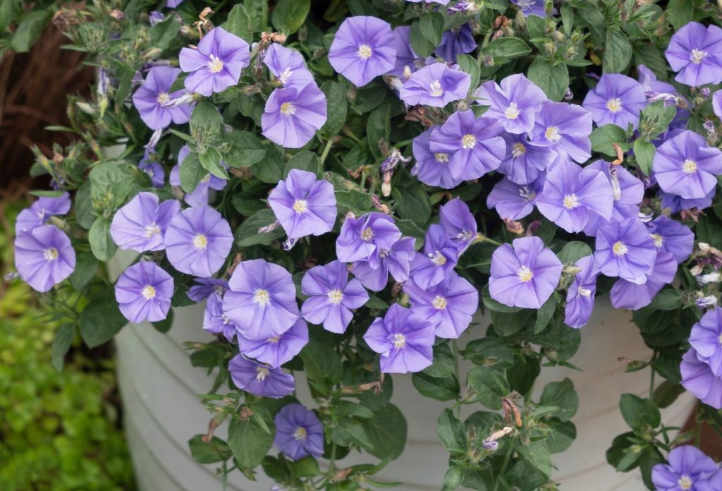 Purple morning glory flowers bloom in a white planter with lush green leaves, offering a vibrant lawn alternative. Convolvulus Blue