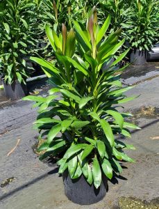 A Cordyline fruiticosa Glauca in a 12" pot, showcasing long green leaves with brown tips, stands gracefully on the pavement, accompanied by several similar plants in the background.