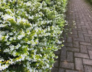 A dense cluster of small white flowers with green leaves borders a brick pathway.